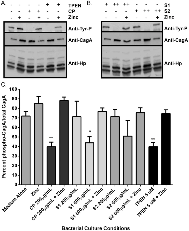 Calprotectin inhibits CagA translocation into gastric epithelial cells.