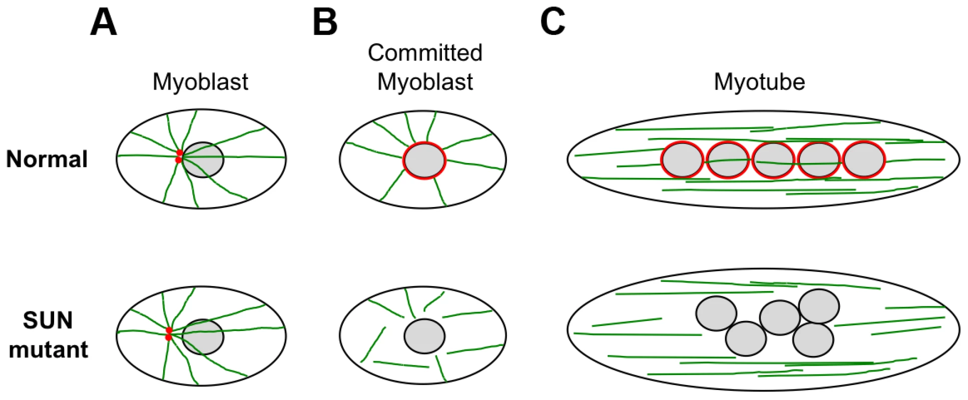 Schematic model of nuclear positioning and microtubule connections during differentiation of normal and SUN1/2 mutant myoblasts.