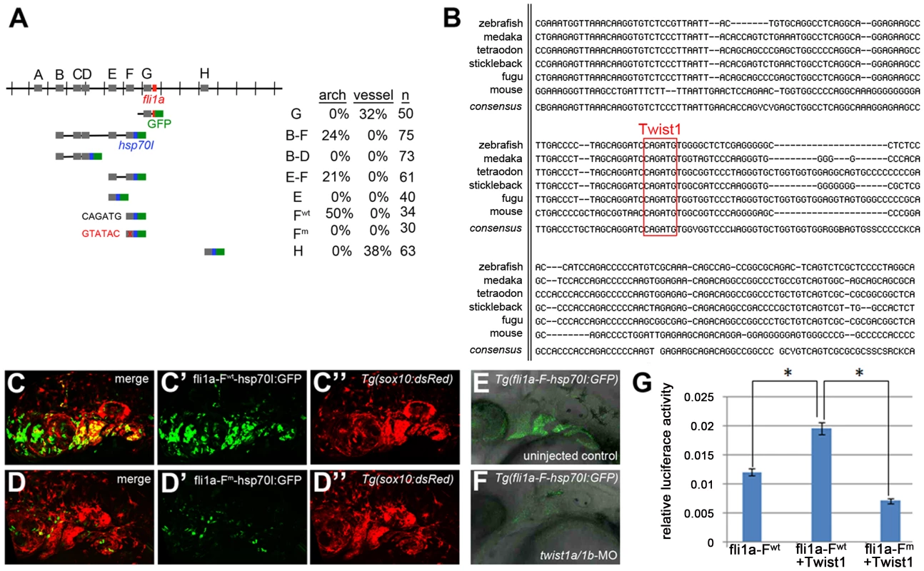 Twist1 regulates <i>fli1a</i> expression through an ectomesenchyme-specific enhancer.