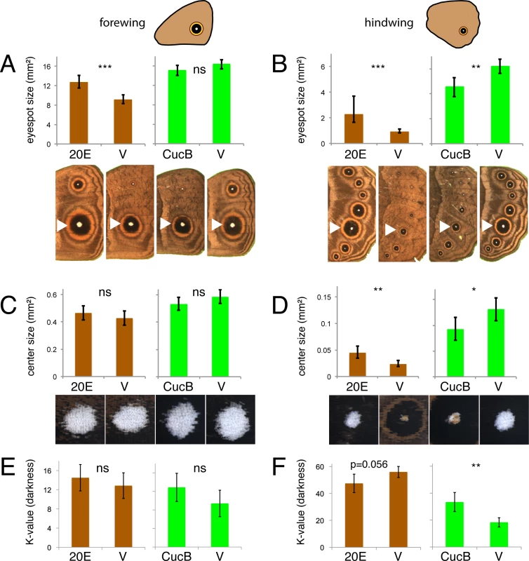 Manipulations of ecdysone signaling during the wanderer stages of development alters hindwing eyespots more extensively than forewing eyespots.