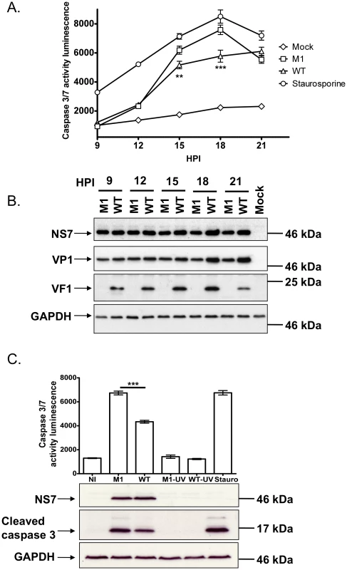 Viruses lacking VF1 are altered in their ability to induce apoptosis.