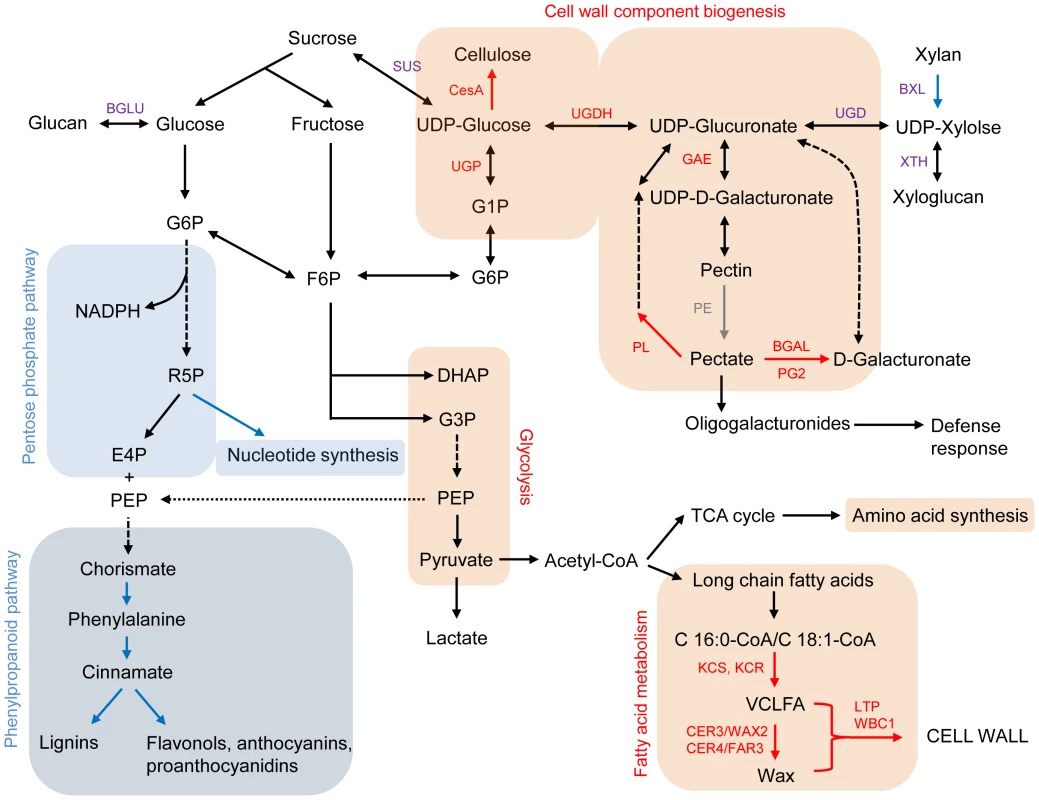 Carbohydrate and fatty acid metabolisms, focusing on cell wall biosynthesis <em class=&quot;ref&quot;>[68]</em>–<em class=&quot;ref&quot;>[70]</em>.