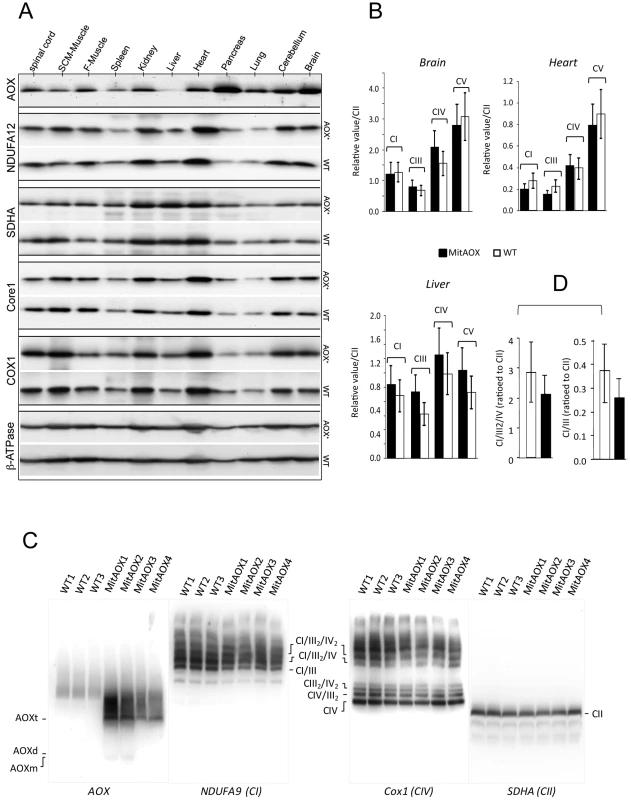 Western-blot and BN-PAGE analyses of brain mitochondria from WT and AOX mice.