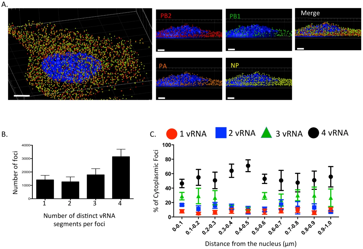 Viral RNA composition and spatial location of cytoplasmic foci.
