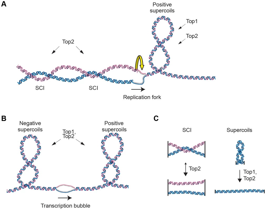 Schematic of DNA supercoiling, SCIs and topoisomerases.