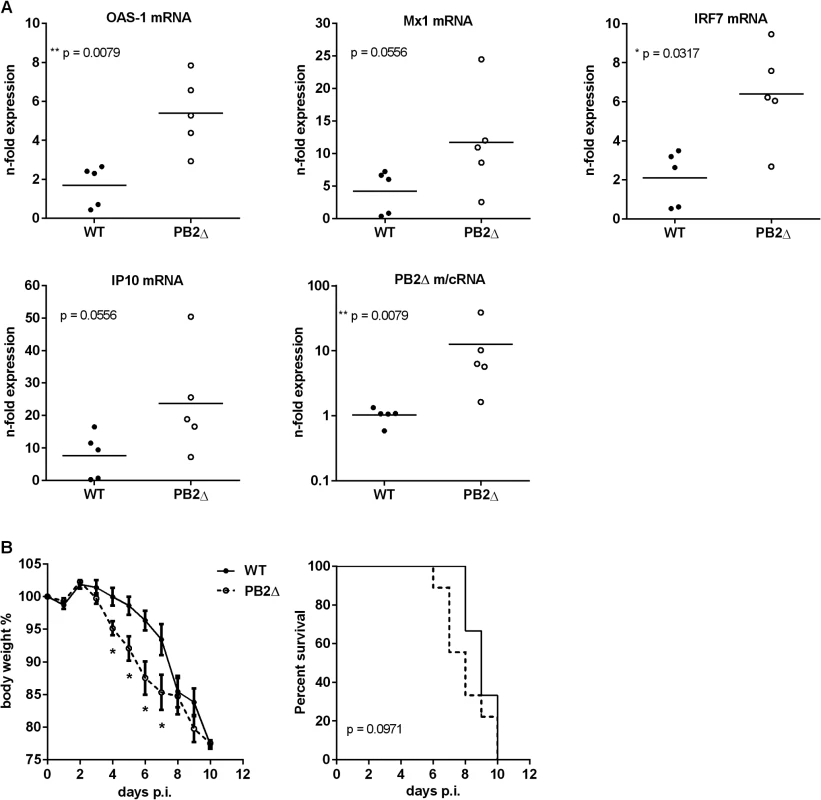 Effects of PB2<sub>Δ</sub> on viral pathogenesis <i>in vivo</i>.