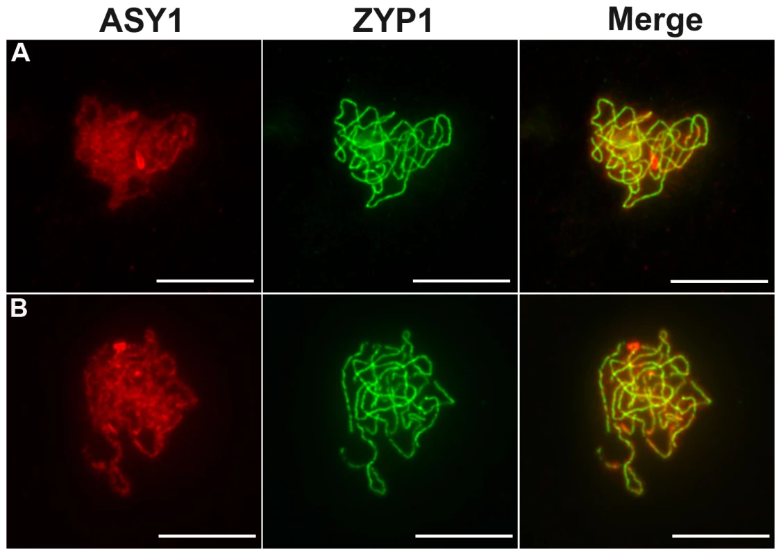 Coimmunolocalization of ASY1 and ZYP1.