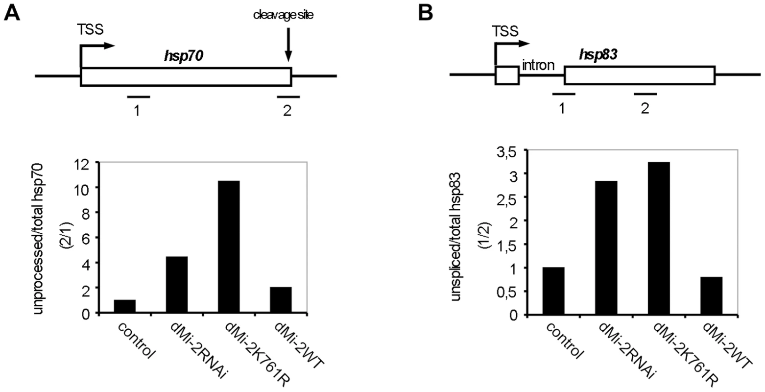 dMi-2 is required for efficient RNA processing.