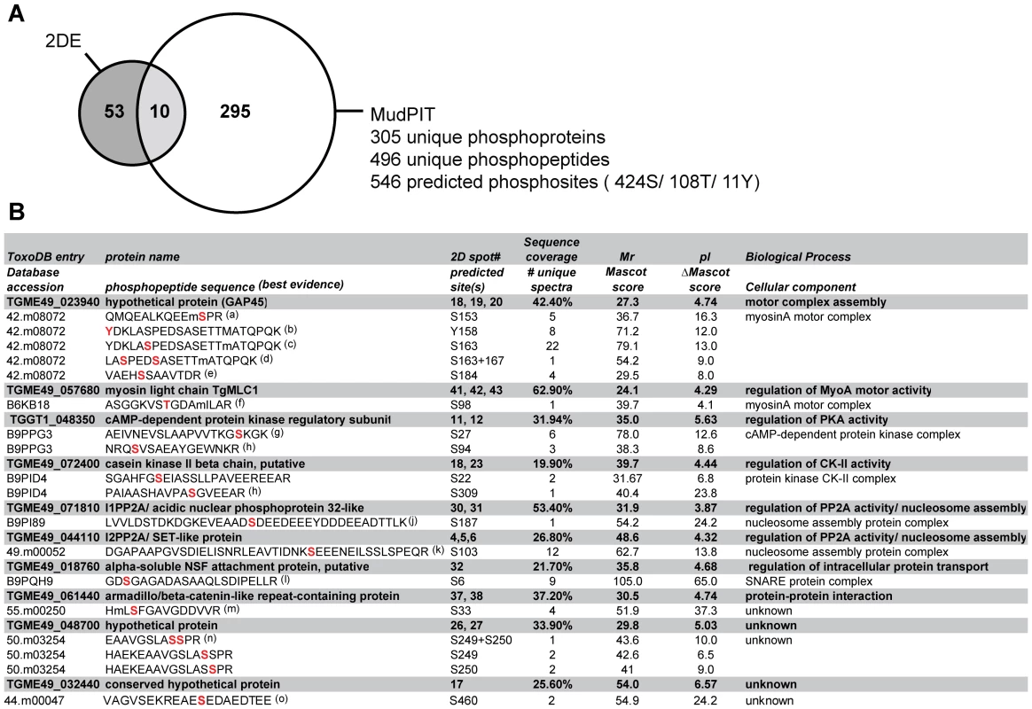 Functional annotation analysis of <i>Toxoplasma</i> phosphoproteins identified by MudPIT and comparison of proteomics strategies.