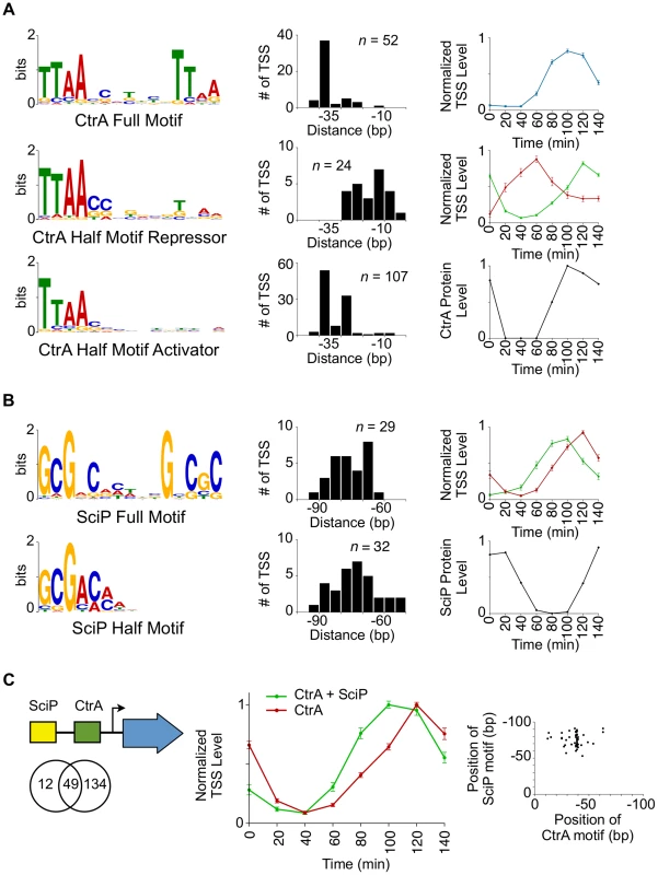 Coordinated control of CtrA regulated transcription by SciP.
