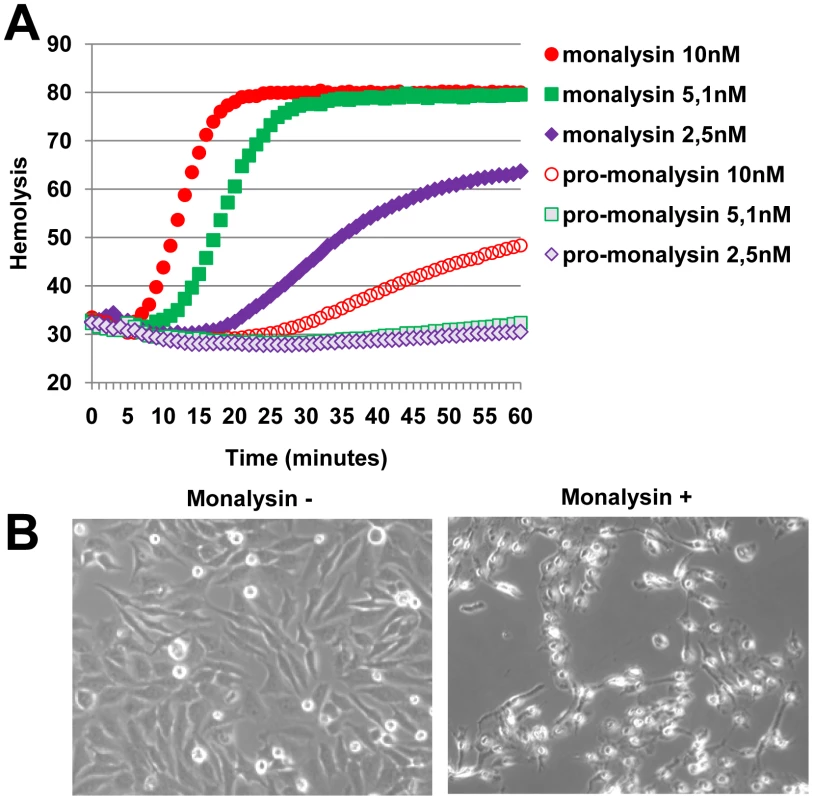 Monalysin hemolytic activity and cytotoxicity towards mammalian cells.
