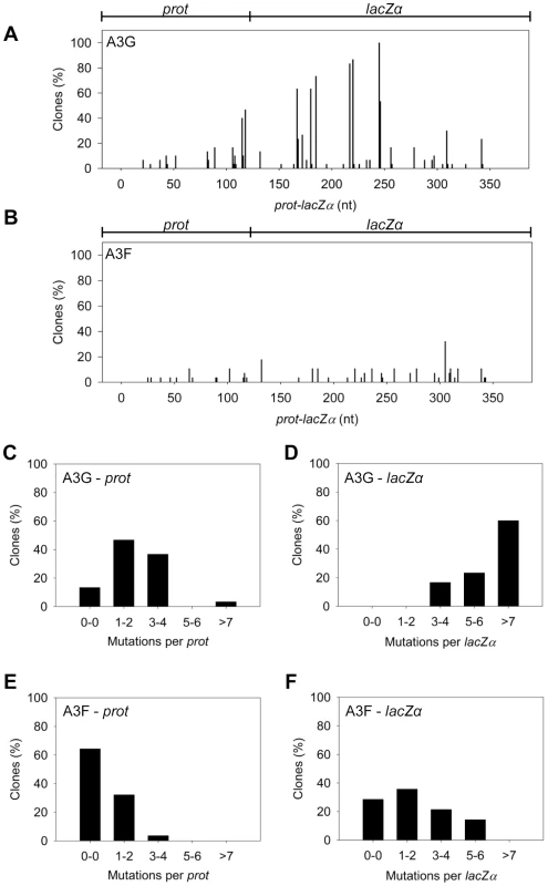 A3F exhibits low mutagenic potential in a model HIV replication system.
