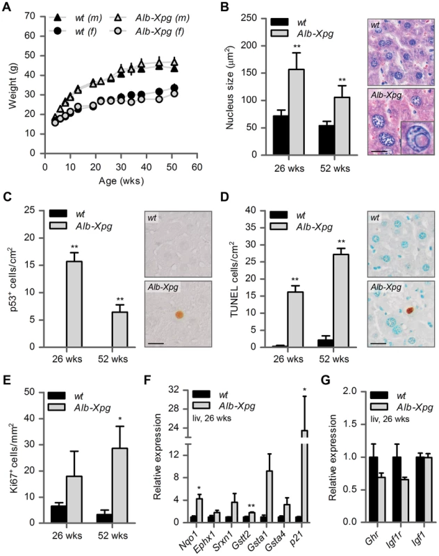 Aging features observed in the liver of liver-specific <i>Xpg</i> knockout mice.