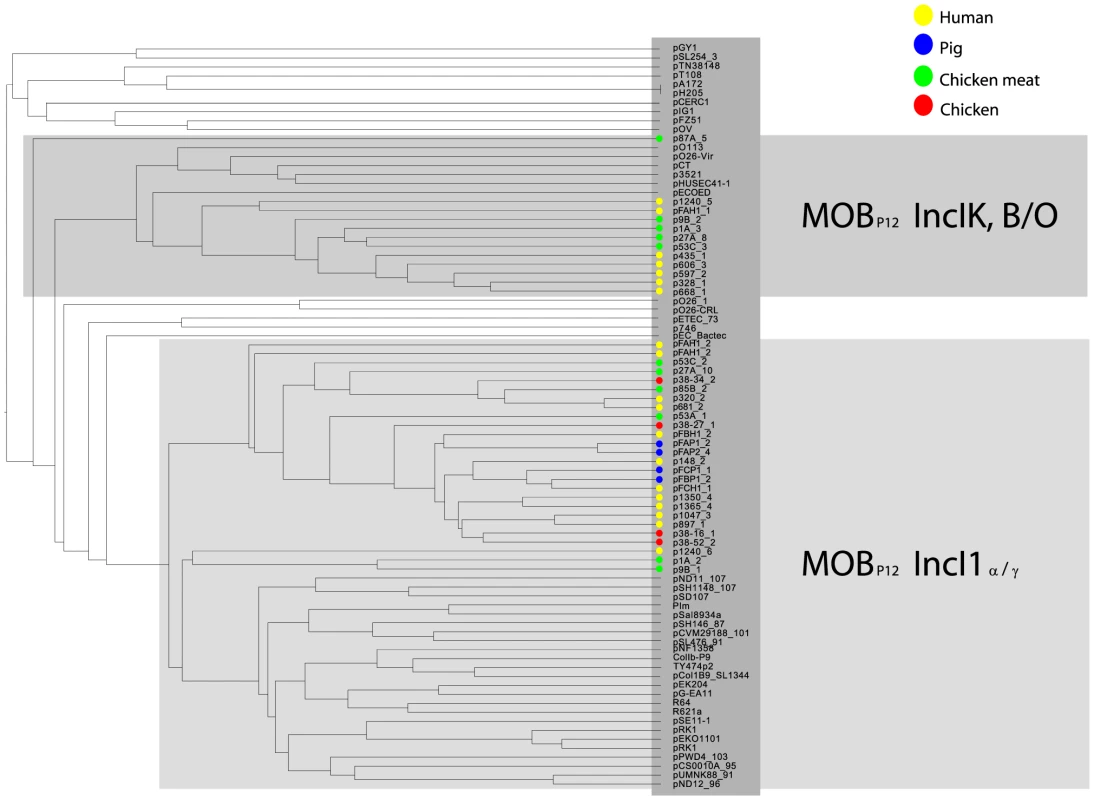 Hierarchical clustering dendrogram of reconstructed IncI1 and IncK plasmids contained in the collection of 32 sequenced <i>E. coli</i> strains together with relevant and similar reference plasmids.