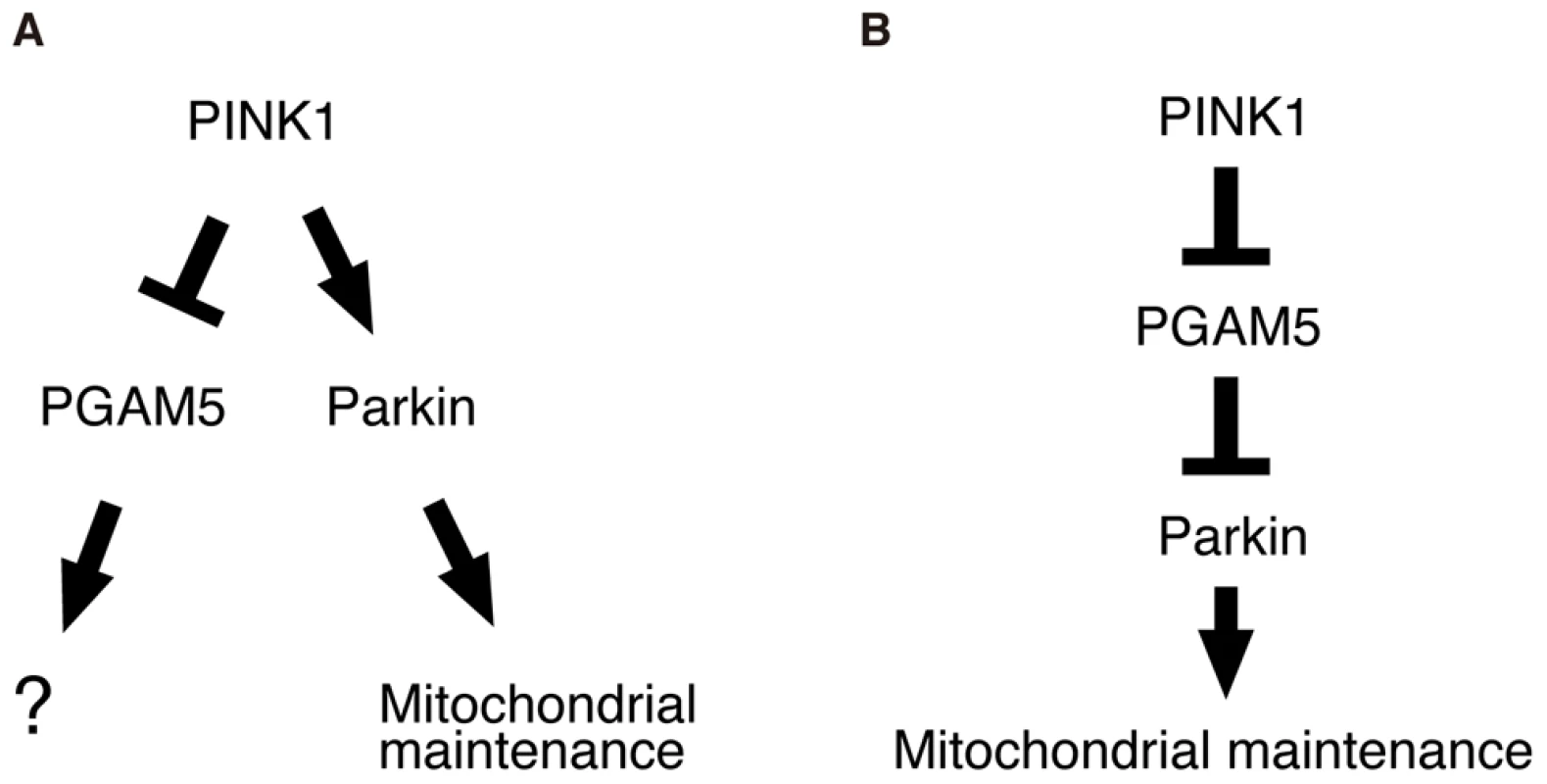 Schematic of the proposed PINK1/PGAM5 pathways in <i>Drosophila</i>.