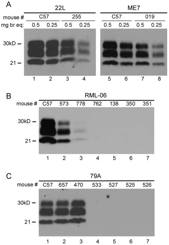 Immunoblot analysis of PrPres in scrapie-infected mice.