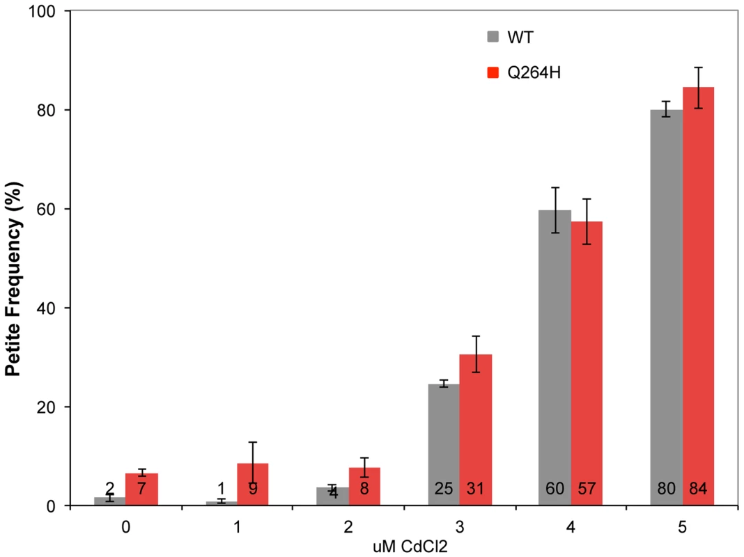 Cadmium chloride increases petite formation and decreases mtDNA replication.