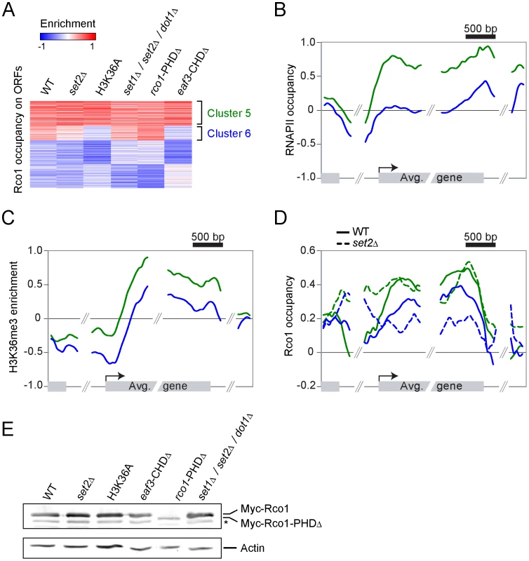 The recruitment of Rpd3S to transcribed genes does not require Set2-dependent H3K36 methylation <i>in vivo</i>.