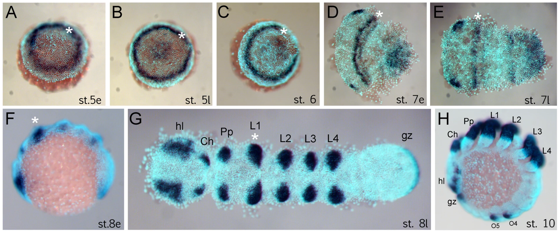 Expression of <i>Dll</i> in <i>Achaearanea tepidariorum</i> embryos.