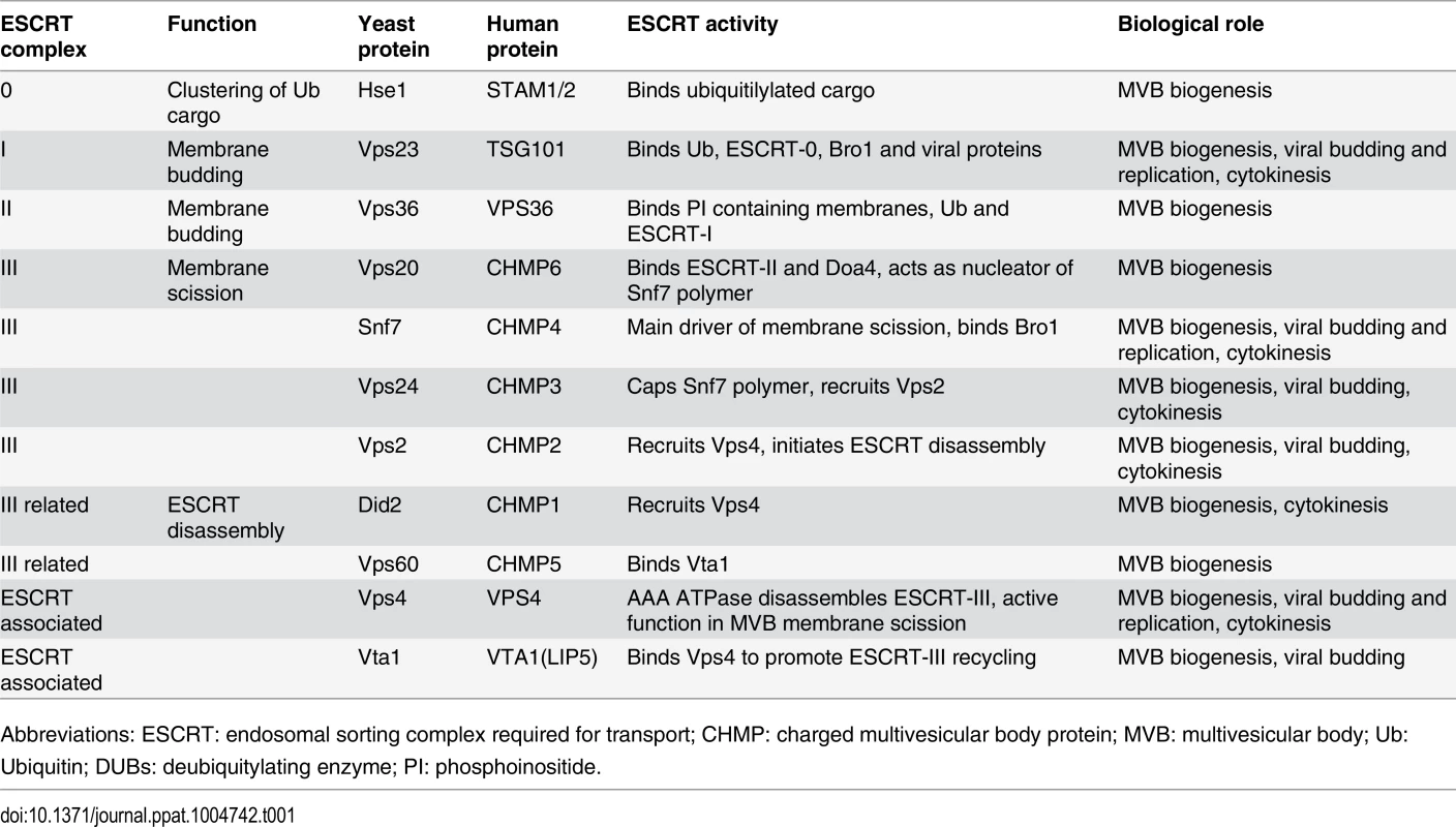 ESCRT subunits and associated proteins.