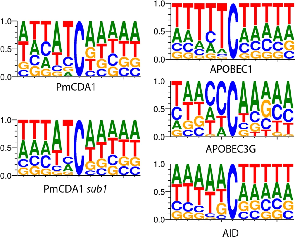 APOBEC deaminases induce mutations in yeast in the characteristic sequence contexts.
