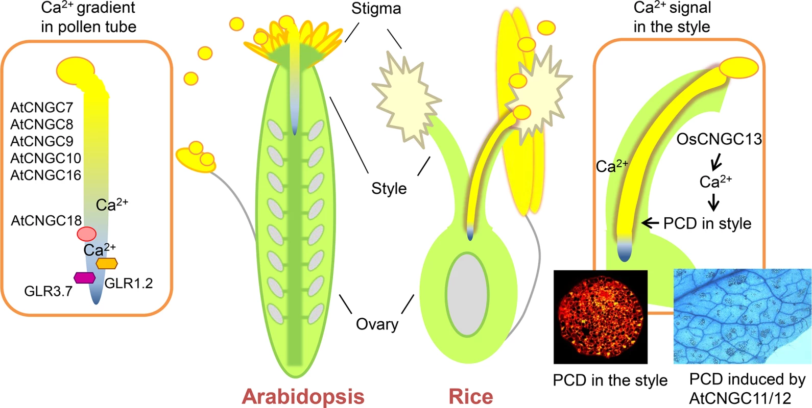 Ca<sup>2+</sup> channels in pollen tubes and pistils in <i>Arabidopsis</i> and rice.