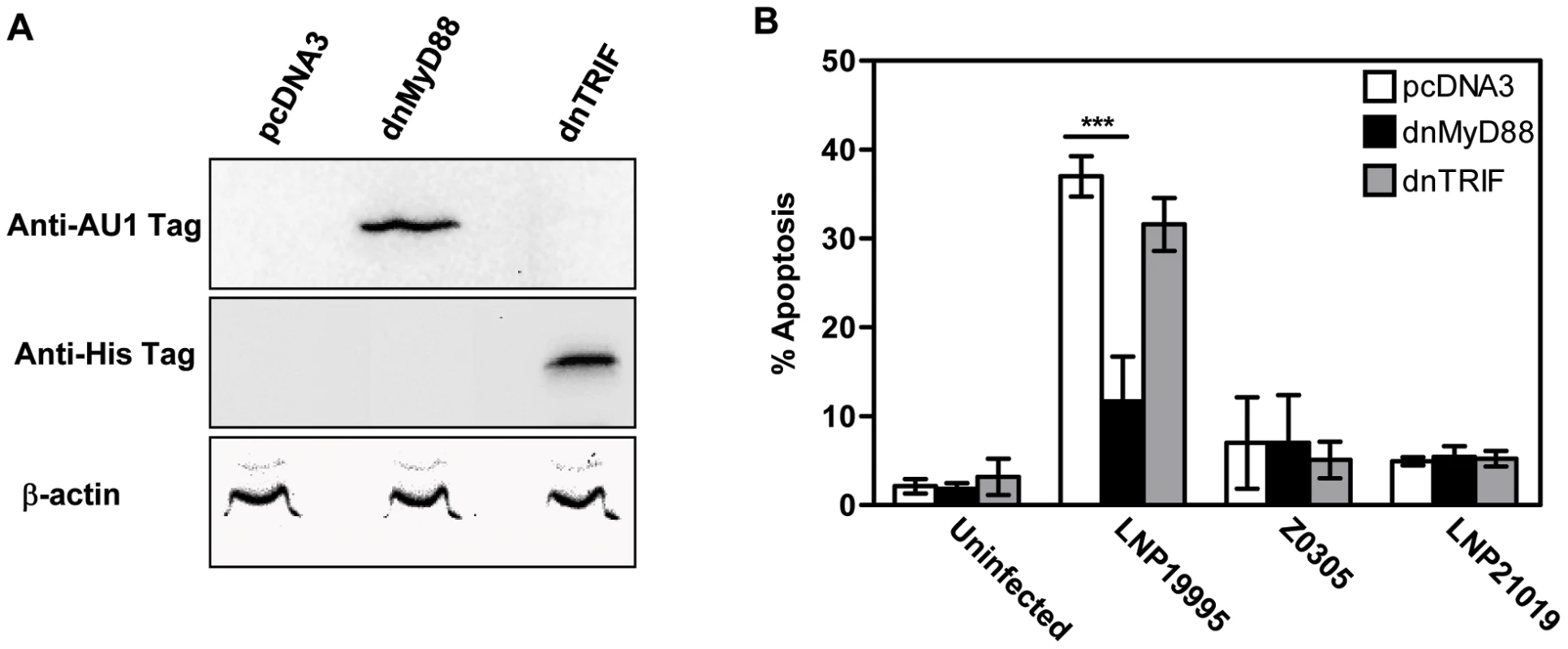 Expression of dnMyD88 but not dnTRIF inhibits ST-11-induced apoptosis.