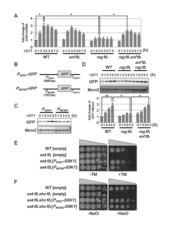 Snf1 negatively regulates the expression level of <i>SSK1</i> mRNA.