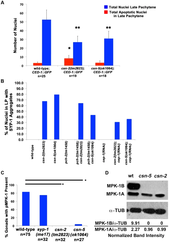 Apoptosis and MPK-1 expression are altered in <i>csn</i> mutants.