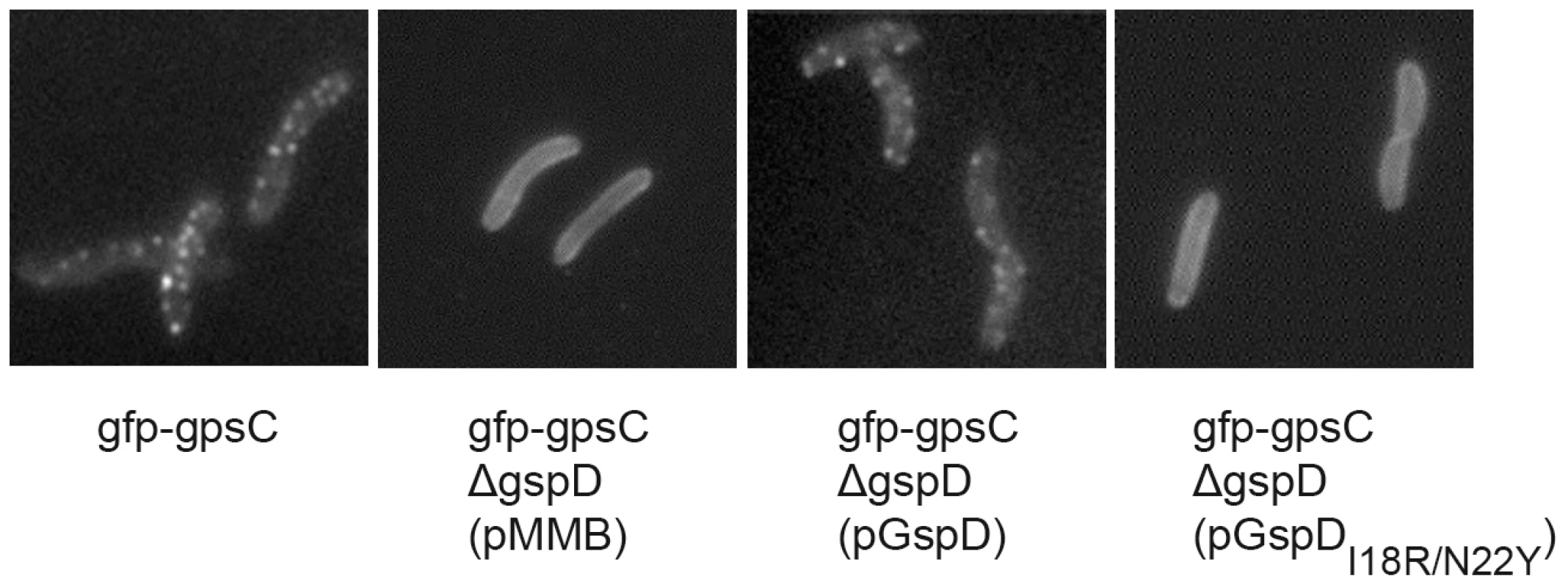 Differential localization in <i>V. cholerae</i> of GFP-GspC in the presence of GspD<sub>I18R/N22Y</sub>.