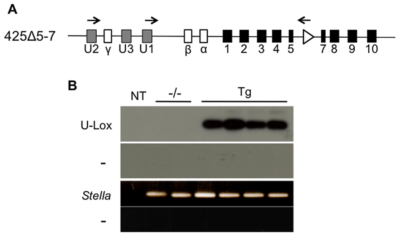 U exon expression from the 425Δ5-7A transgene during maternal imprint establishment.