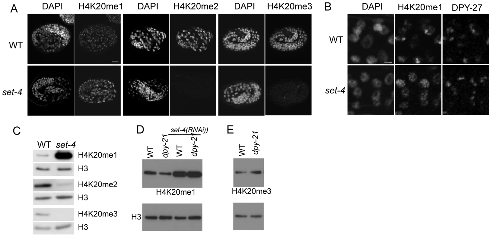 The SET-4 histone methyltransferase is necessary to generate H4K20me2 and H4K20me3.