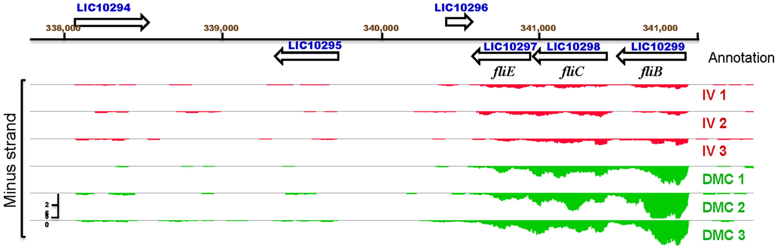 IGB viewer of normalized gene expression data for the flagellar genes <i>fliE</i>, <i>flgB</i> and <i>flgC</i>.