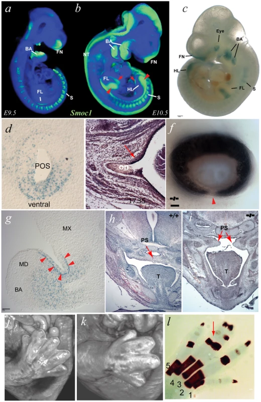 A targeted <i>Smoc1</i> mutation caused an ophthalmo-acromelic-like phenotype in mice.