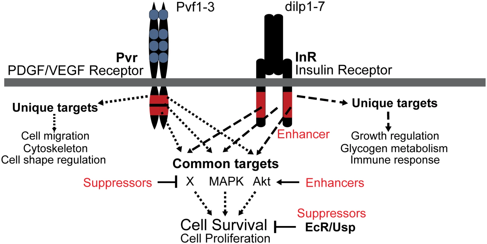 Model of Pvr and InR impact on cell survival control.
