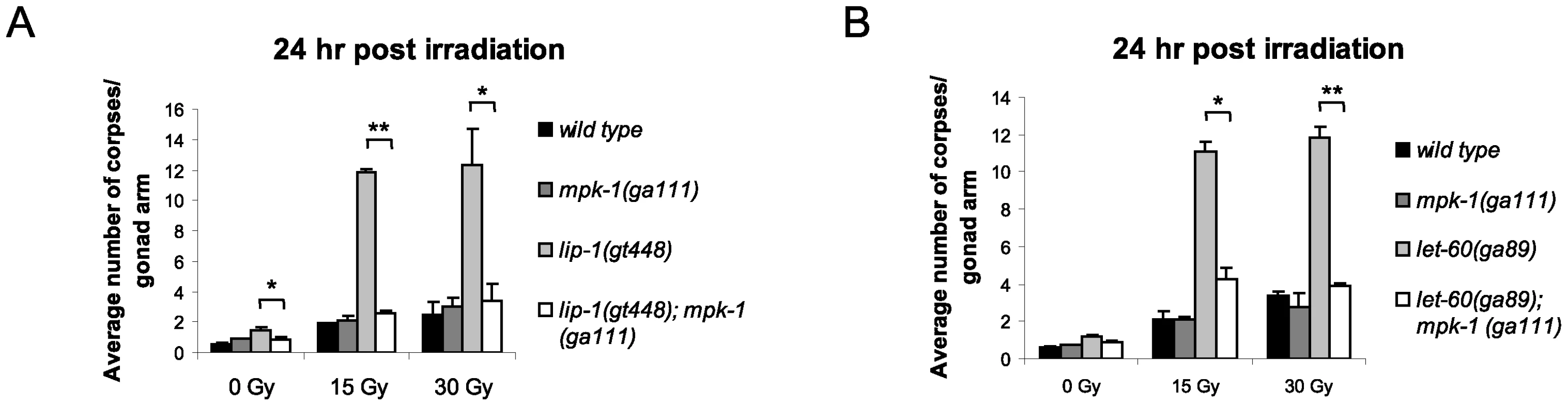 The enhanced apoptosis in <i>lip-1(gt448)</i> and <i>let-60(ga89)</i> mutant worms is due to enhanced MPK-1 activity.