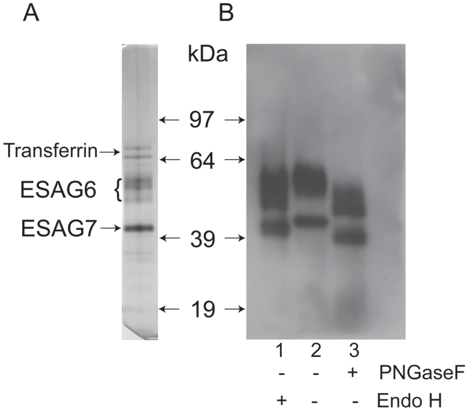 SDS-PAGE analysis of purified <i>T. brucei</i> TfR and endoglycosidase digestions.