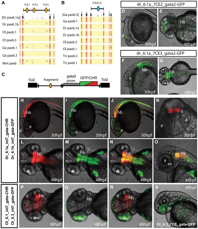 Comparison of functional activity driven by zebrafish and medaka intron 7 sequences.