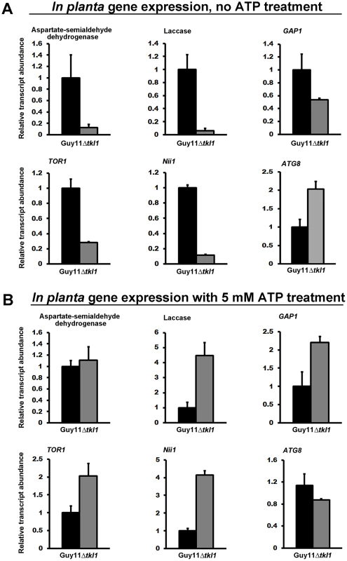<i>TKL1</i> regulates the expression of TOR pathway read-out genes, via ATP, <i>in planta</i>.