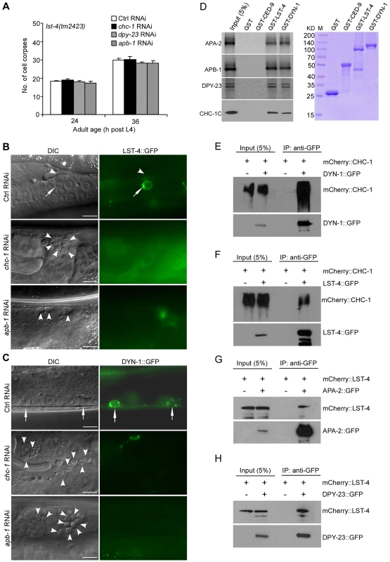Clathrin and AP-2 function upstream of LST-4 and DYN-1 for apoptotic cell clearance.