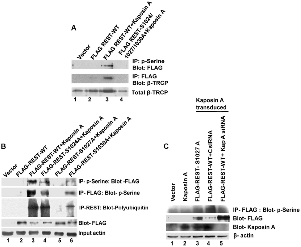 Effect of Kaposin A on phosphorylation of degron mutant REST.