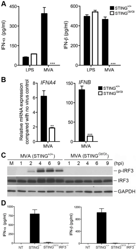 STING is required for the induction of type I IFN and IRF3 phosphorylation by MVA in BMDCs.