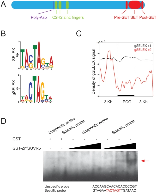 SUVR5 zinc finger domain binds specific sequences of DNA that map to the promoters of genes.