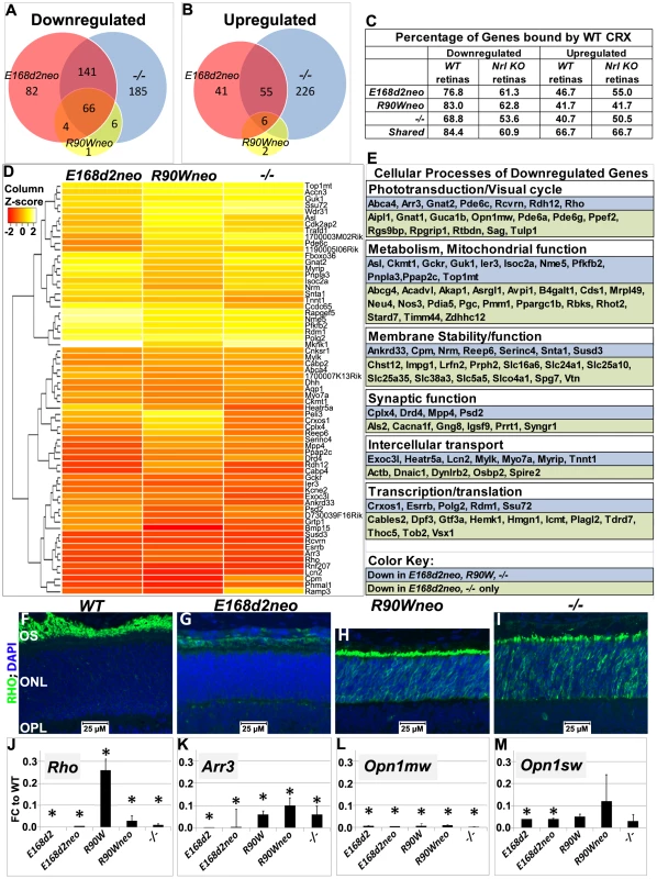 Homozygous <i>E168d2</i>, <i>R90W</i> and −/− mice show graded changes in retinal gene expression.