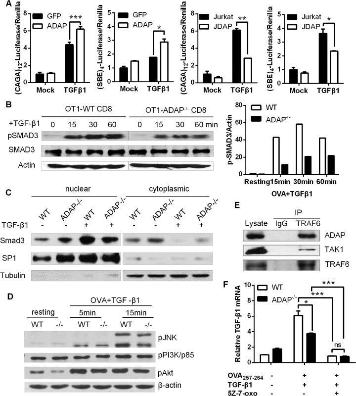 ADAP enhances TGF-β1/TβRI signaling via TRAF6-TAK1-SMAD3.