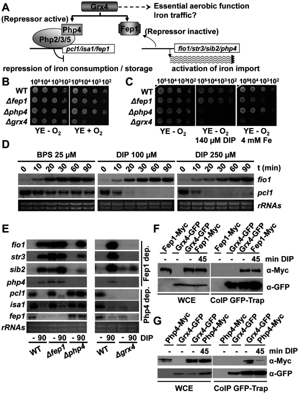 The glutaredoxin Grx4 functions in both Fe signaling and Fe traffic.