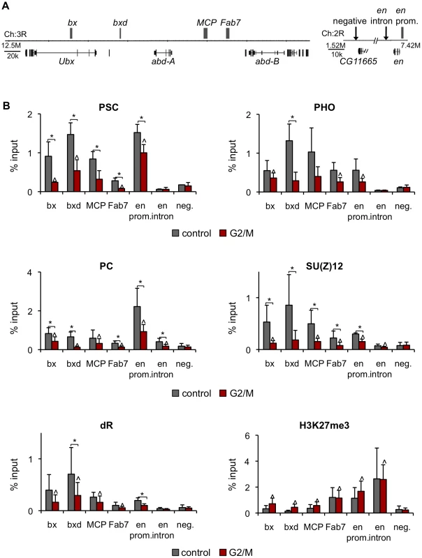 PcG protein binding, but not H3K27me3, is reduced at PREs in G2/M cells.