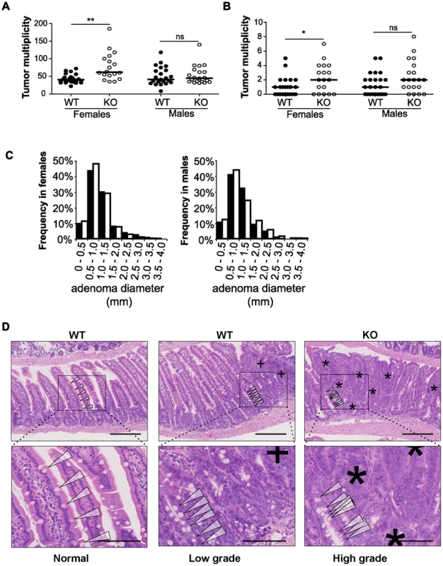Disruption of <i>miR-10a</i> leads to enhanced intestinal tumorigenesis in <i>Apc<sup>Min</sup></i> mice.