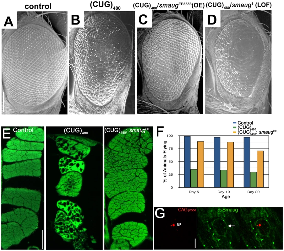 <i>smaug</i> overexpression suppresses expanded CUG-induced toxicity in <i>Drosophila</i>.