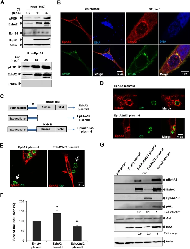 EphA2 intracellular cytoplasmic domain is crucial for <i>Ctr</i> infection.